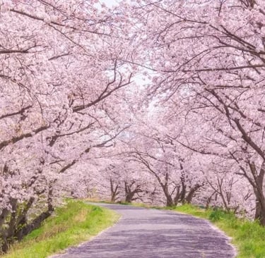 Cherry trees in full bloom creating a stunning spring landscape in Japan