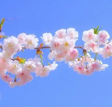 Close-up of delicate pink cherry blossoms standing out against a clear blue sky