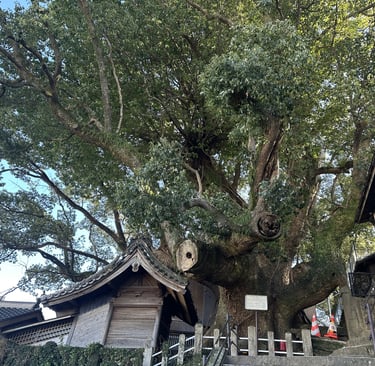 The Great Camphor Tree at Daitokuji Temple in Nagasaki, a massive centuries-old sacred tree surround