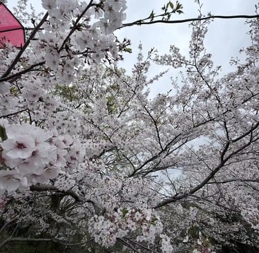 Close-up of delicate cherry blossom flowers