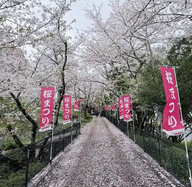 Cherry blossom trees lining a path in spring