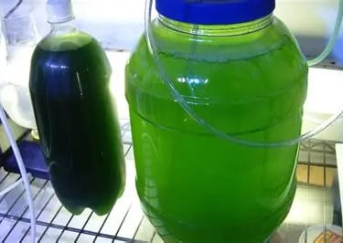 algae culture