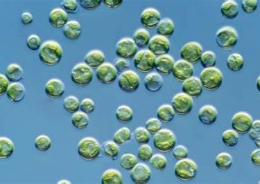 chlorella sp