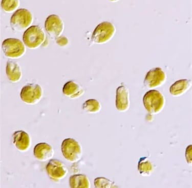 isochrysis living cells- the one that we sell at our ebay store!