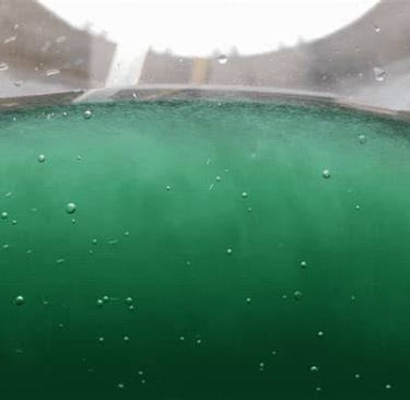 close up of spirulina