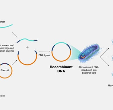 these are plasmids