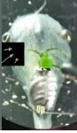 tadpole heart
