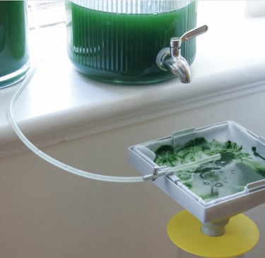 Open source spirulina