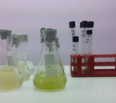 Laboratory Erlenmeyer flasks and test tubes in a red rack containing yellow liquid cultures for scientific research.