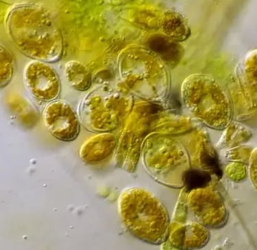 algae blend