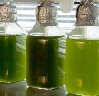 algae near light