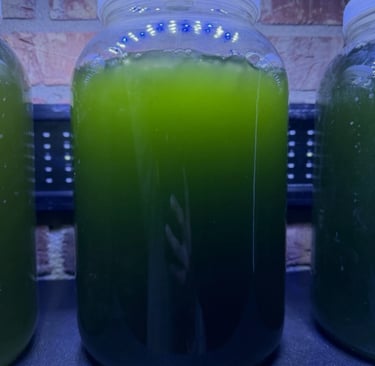 algae