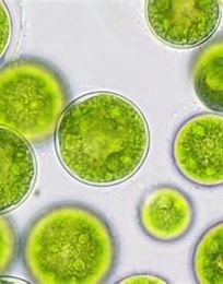 chlorella cells