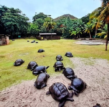Curieuse Island's Turtles