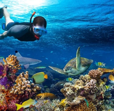 Best Snokelling in Zanzibar