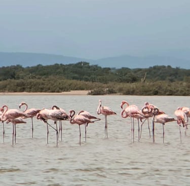 flamencos en el mar de playa camarones, la guajira