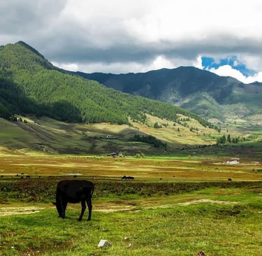 Paro