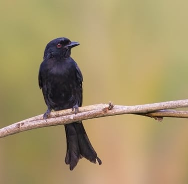 Black bird perched on a branch in open landscape in Gambia