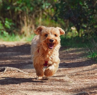 Pet dog cat training treat come behaviour