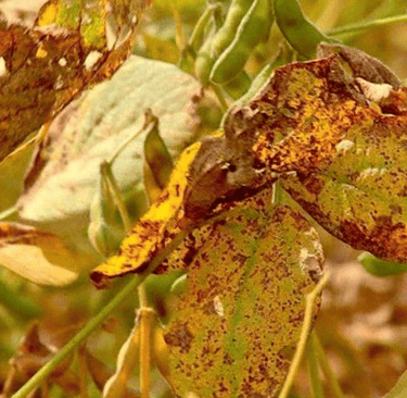 Folhas de soja com manchas provocadas por ferrugem asiática