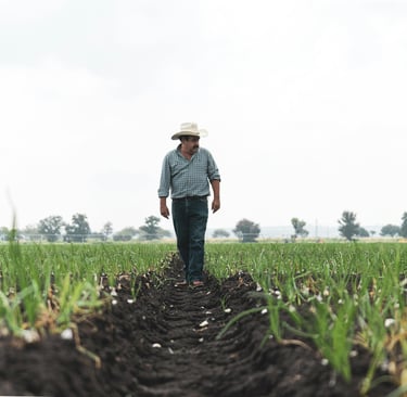 Produtor rural observando a plantação ao entardecer