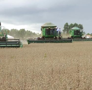 Máquinas agrícolas realizando a colheita da soja