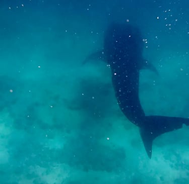 Nuotare con gli squali balena alle Maldive