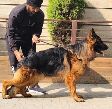 German shepherd, boarding