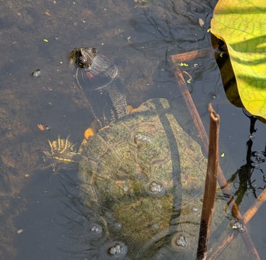 A red-eared slider turtle swimming in a murky freshwater pond with lily pads.