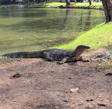 A large Asian water monitor lizard basking on the dirt bank of a lake in Lumphini Park.
