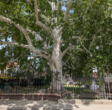 Large white sycamore tree with green leaves behind a black wrought iron fence in a park.