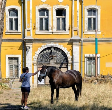 Samantha petting a horse in Skopja North Macedonia 