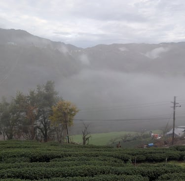 Tea fields on a foggy day near Huanshan Village, Taiwan