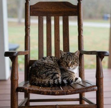 a cat on a rocking chair on a country porch