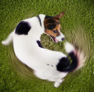 Dog chasing tail
