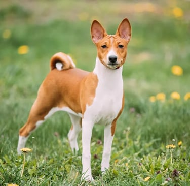 Basenji Dog