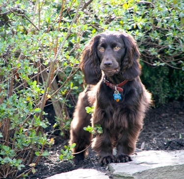 Boykin Spaniel