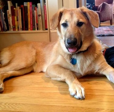 Chinook Dog