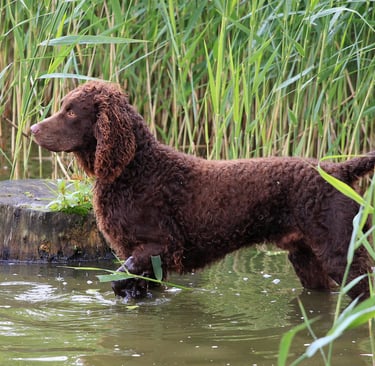American Water Spaniel