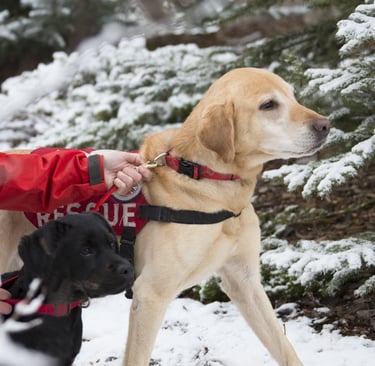 search and rescue dog 