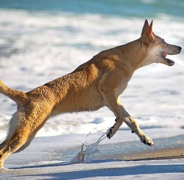 Carolina Dog