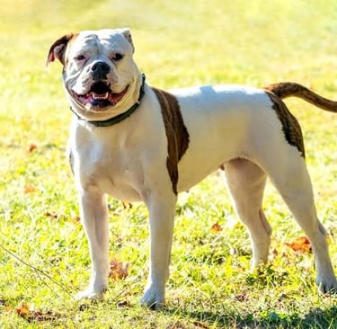 American Bulldog