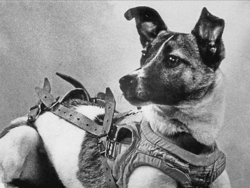 Laika Space dog 