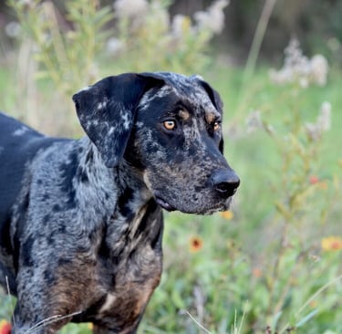 Catahoula Leopard Dog