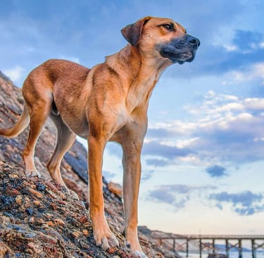 Mountain Cur