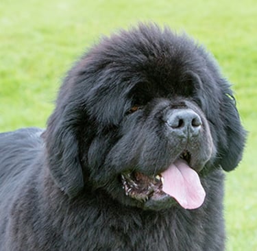 Newfoundland
