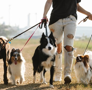 Free Dog App