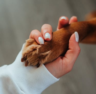 Buddy Run Dog App