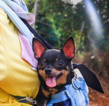 Free Dog App