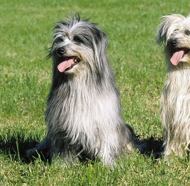 Pyrenean Shepherd